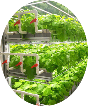 کشت عمدی در ایلام